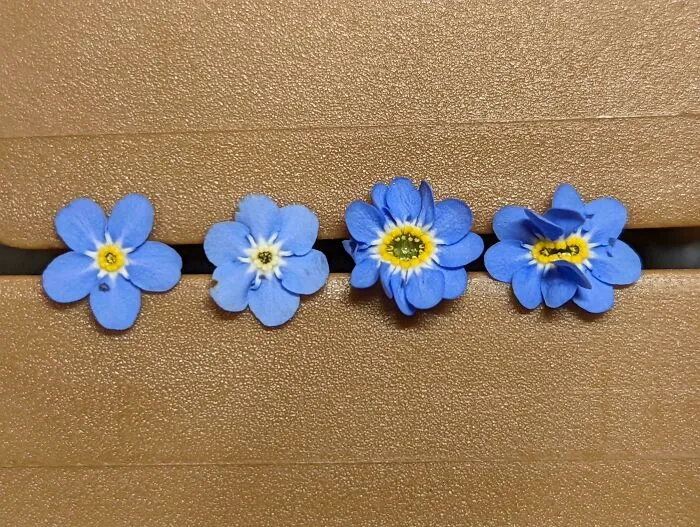 Normal Forget-Me-Nots Have 5 Petals. Here's An Array I Found In My Yard