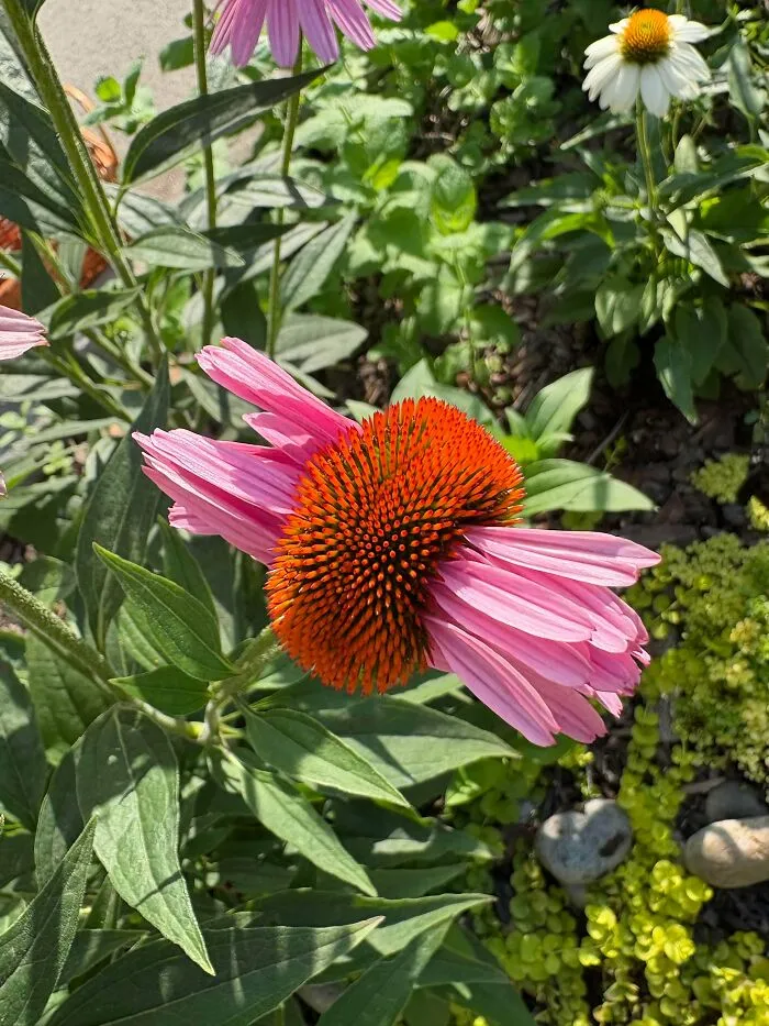 Coneflowers Lookin AI Generated Over Here 😂