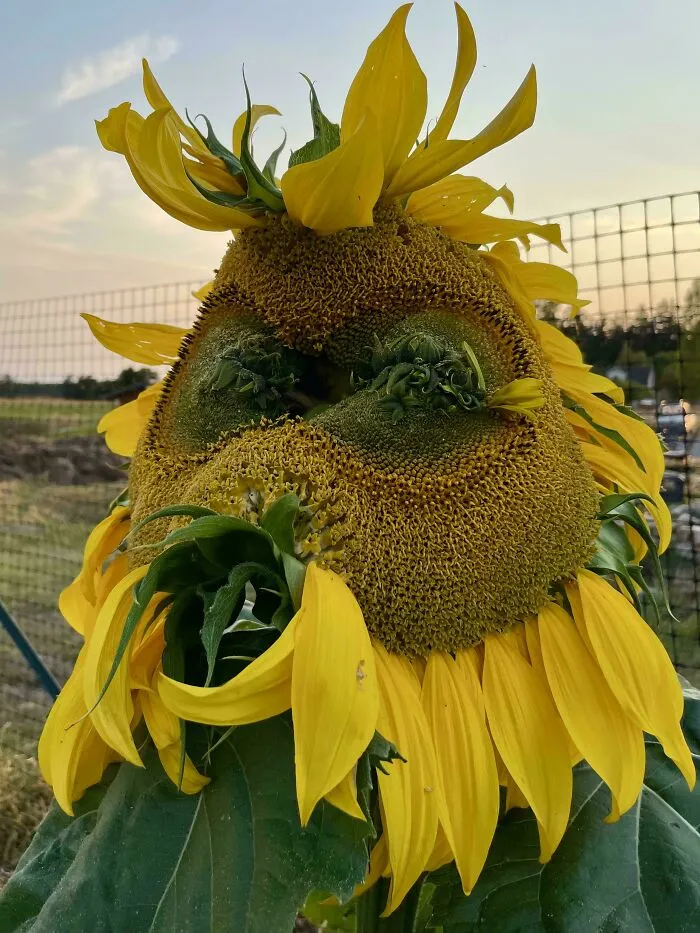 Mongolian Giant Sunflower Seems To Have Taken Its Name Literally