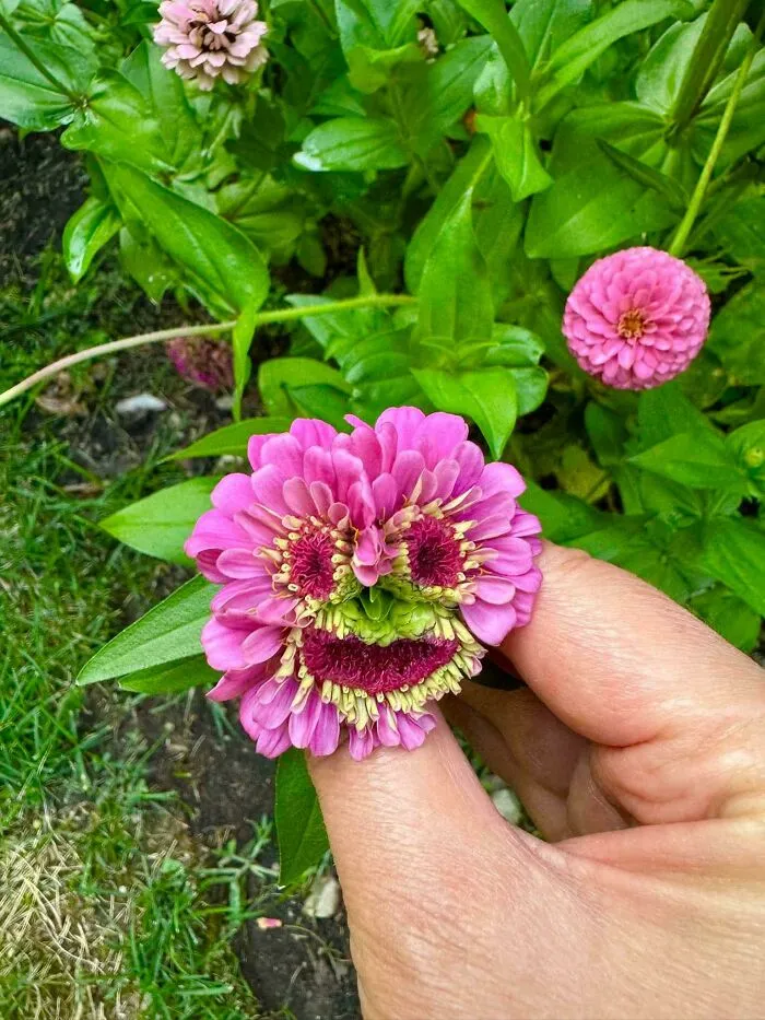 🌻