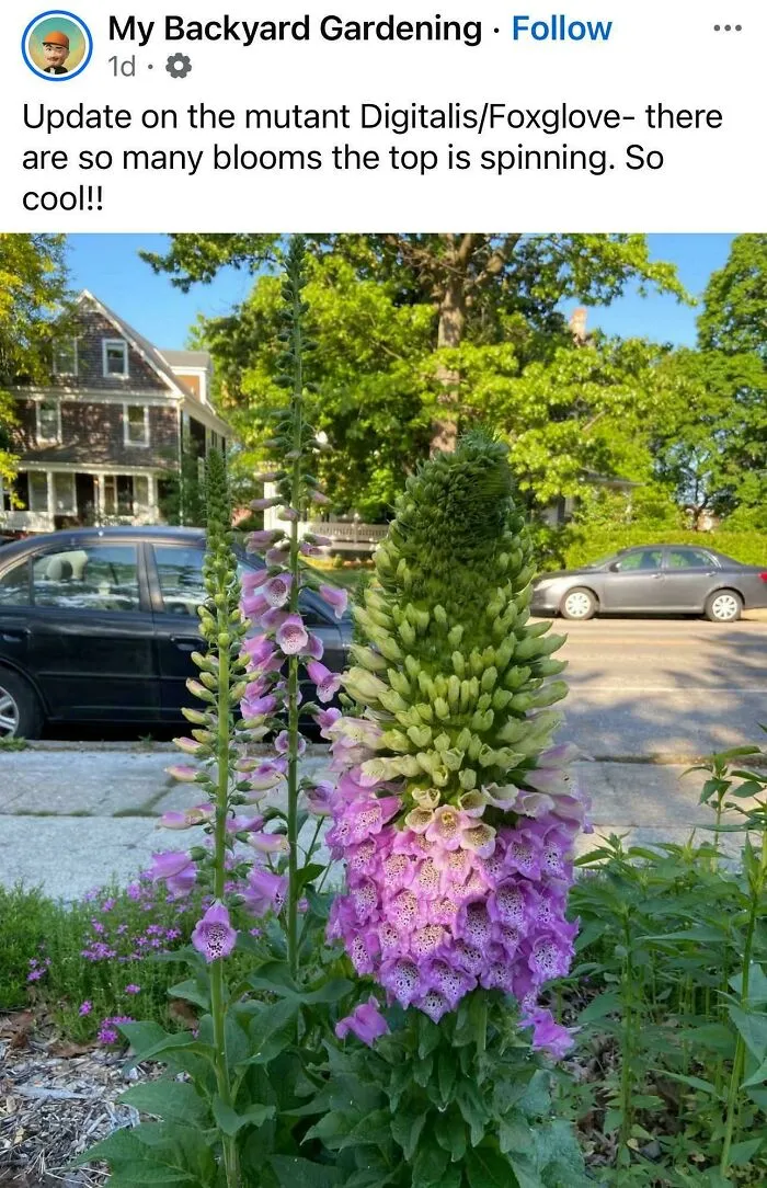 Massive Foxglove