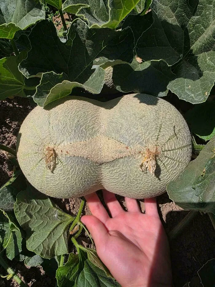 Seen In My Pnw Gardening Group