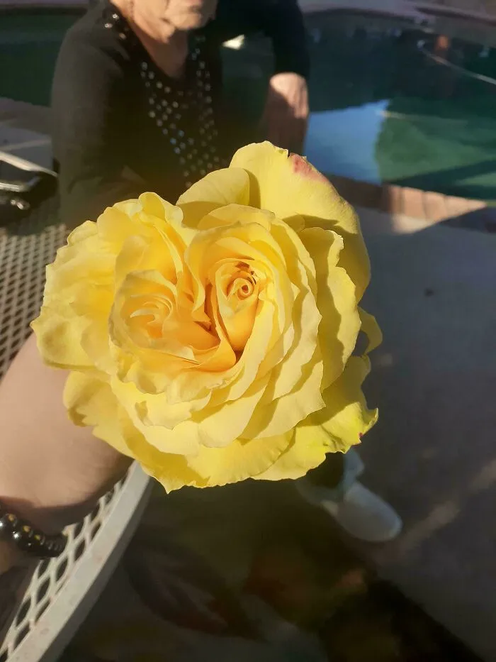 We Found A Rose With 2 Centers! Neither Me Nor My Grandmother Have Ever Seen One Before