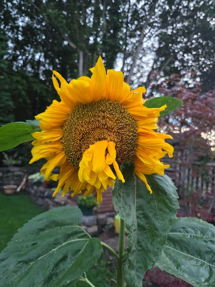 Sunflower Not Feeling Well