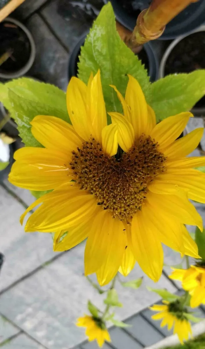Heart Shaped Flower