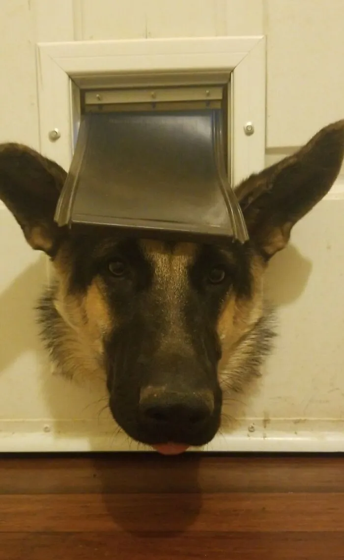 How My Dog Greets Me Every Day After Work