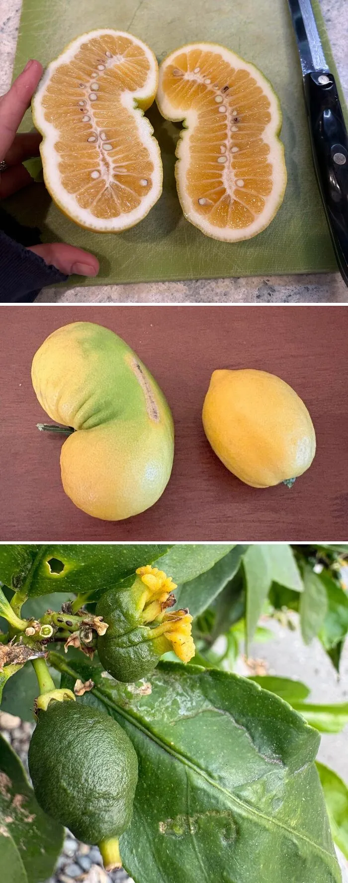 Behold! Lemononon… Cross Sectioned