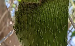 “Freakier Than Labubu”: 100 Times Mother Nature Glitched Out And It Led To Oddly Interesting Plants
