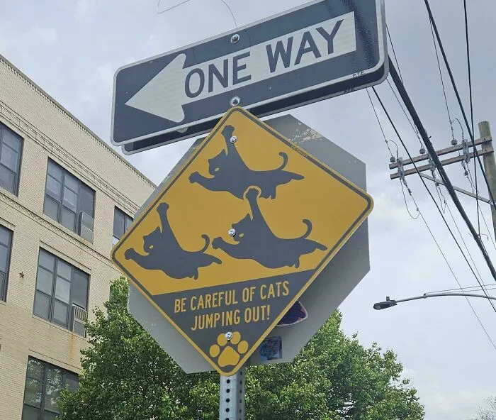 ¡Cuidado con los gatos saltando!