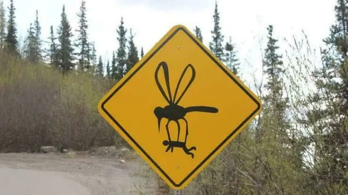 ¿Mosquito gigante?
