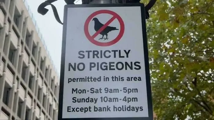 Poor Pigeons :(