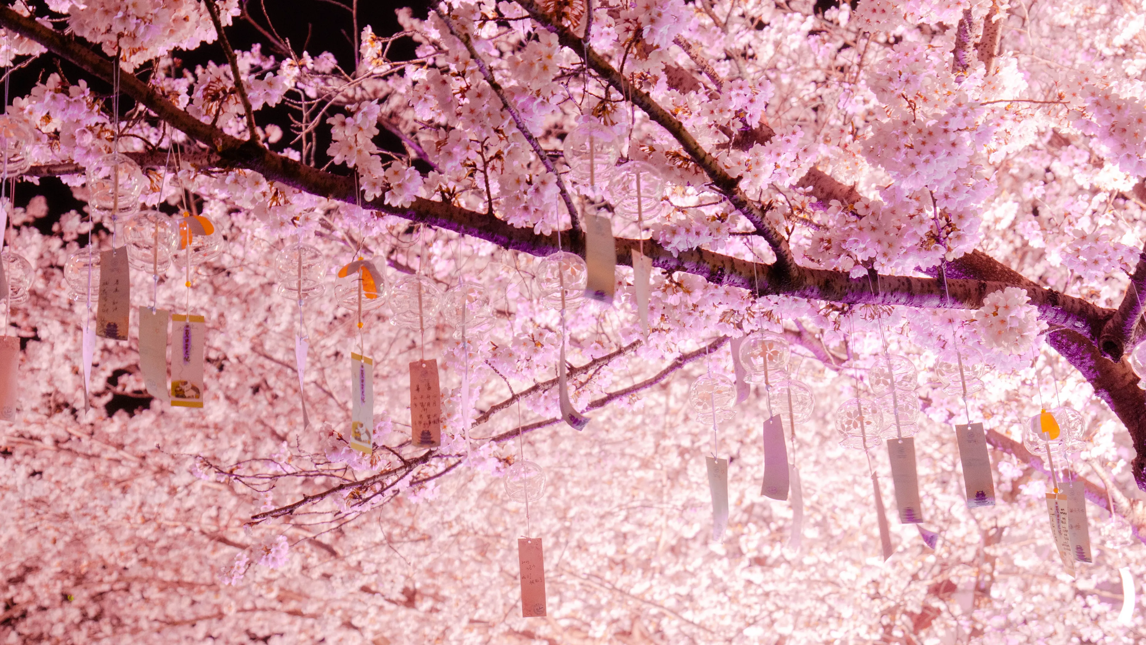 A vibrant Cherry Blossom Festival scene with delicate pink blossoms and hanging ornaments, illuminated at night.