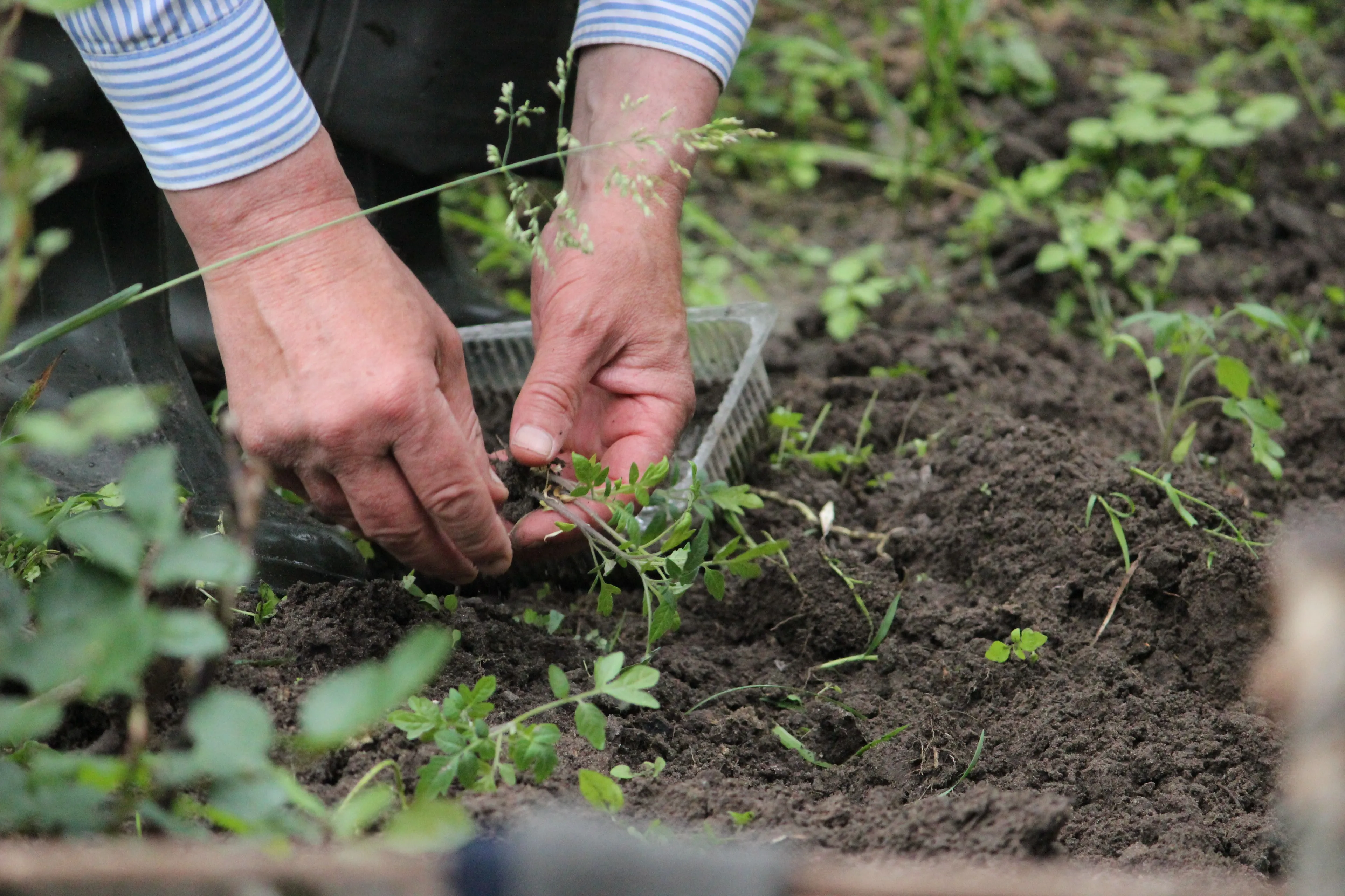 Close-up of hands planting small green seedlings in dark soil, showcasing the hobby of gardening.