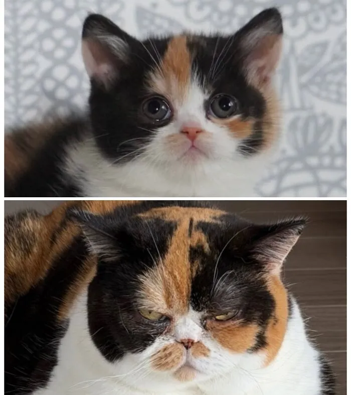 This Community Shares Cats As Kittens And Adults, And The Transformations Are Delightful (25 New Pics)