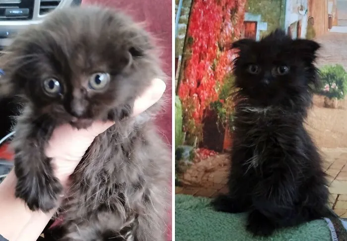 This Community Shares Cats As Kittens And Adults, And The Transformations Are Delightful (25 New Pics)