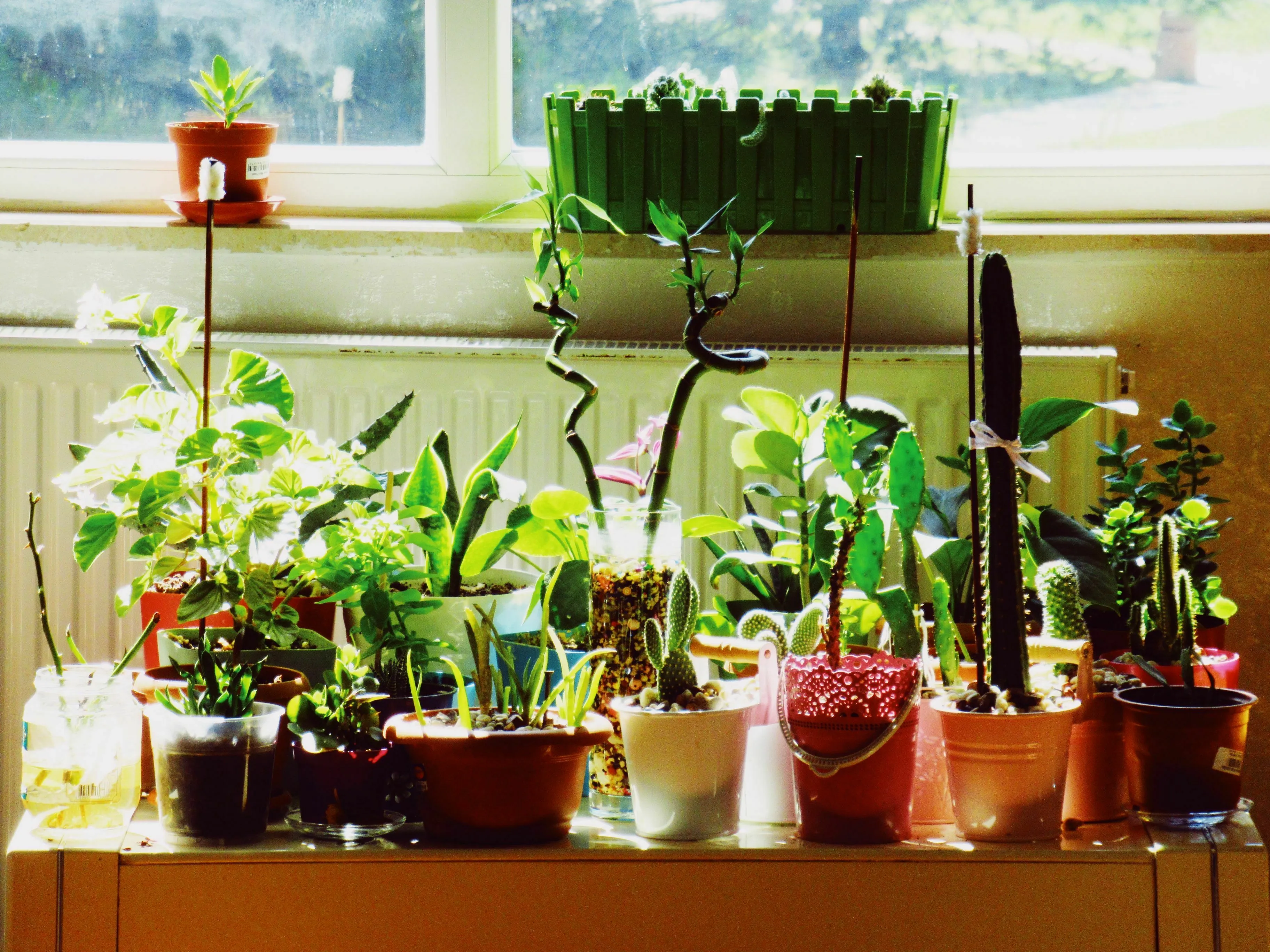An array of potted plants by a sunny window, showing the growth of various green foliage for general knowledge.