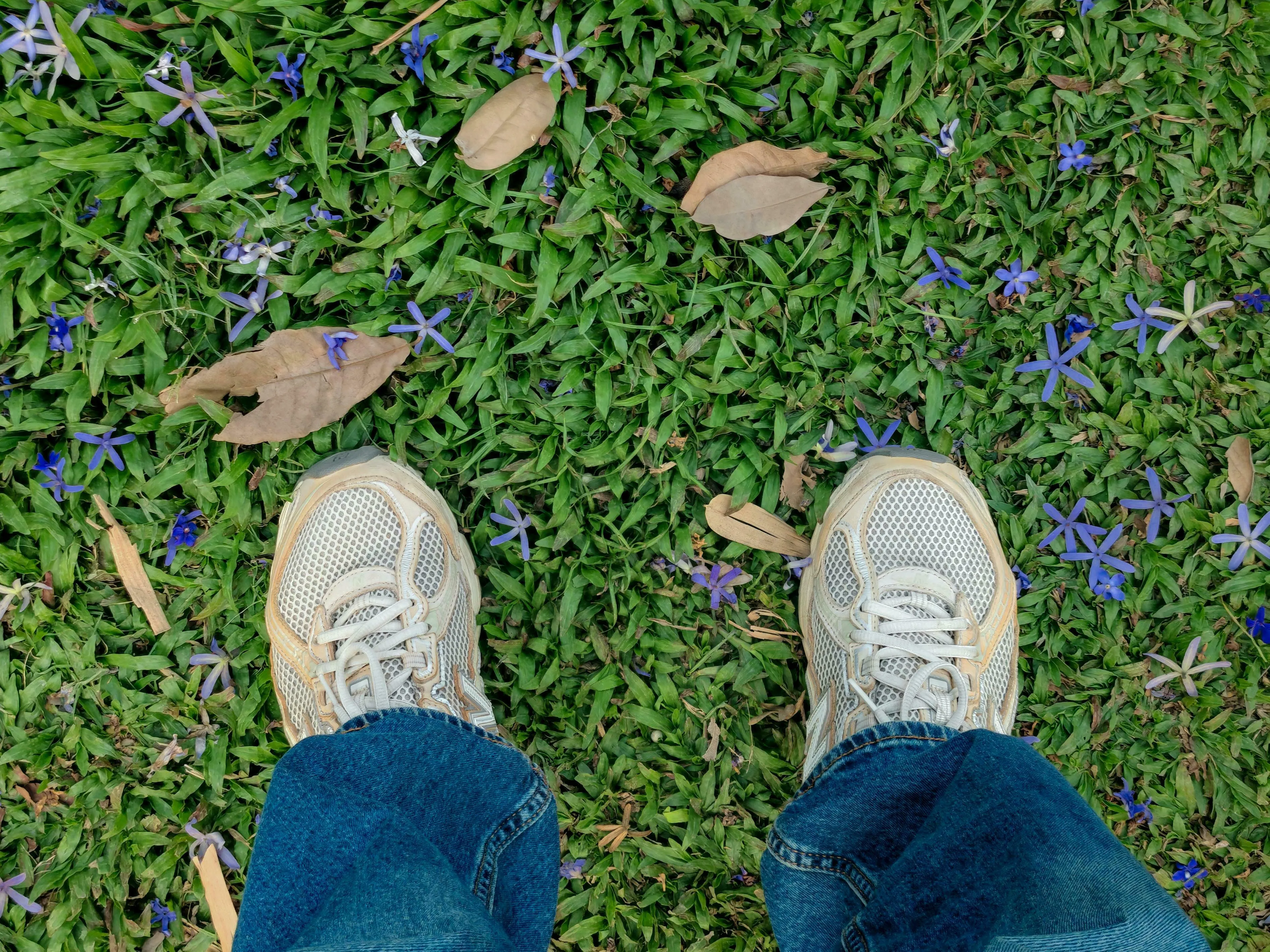 Looking down at feet in sneakers and jeans on a grassy lawn with purple flowers. Science general knowledge quiz question: What force keeps us on the ground?