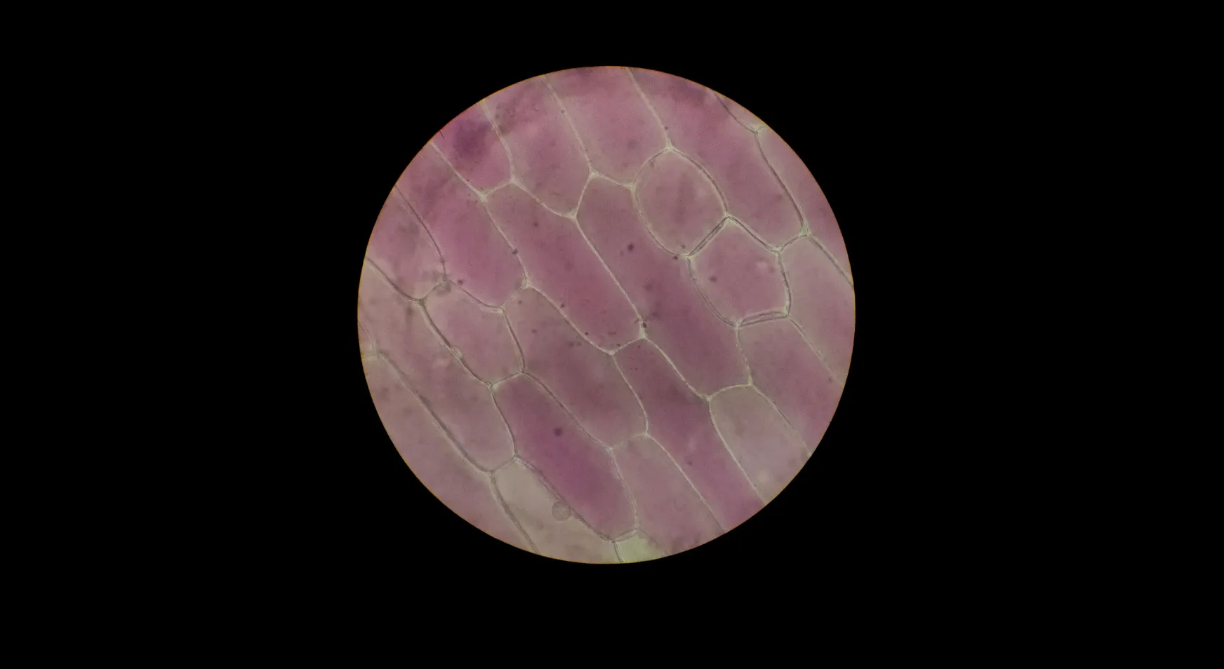 Microscopic view of plant cells, showing their structured walls. A science general knowledge quiz image about cell components.