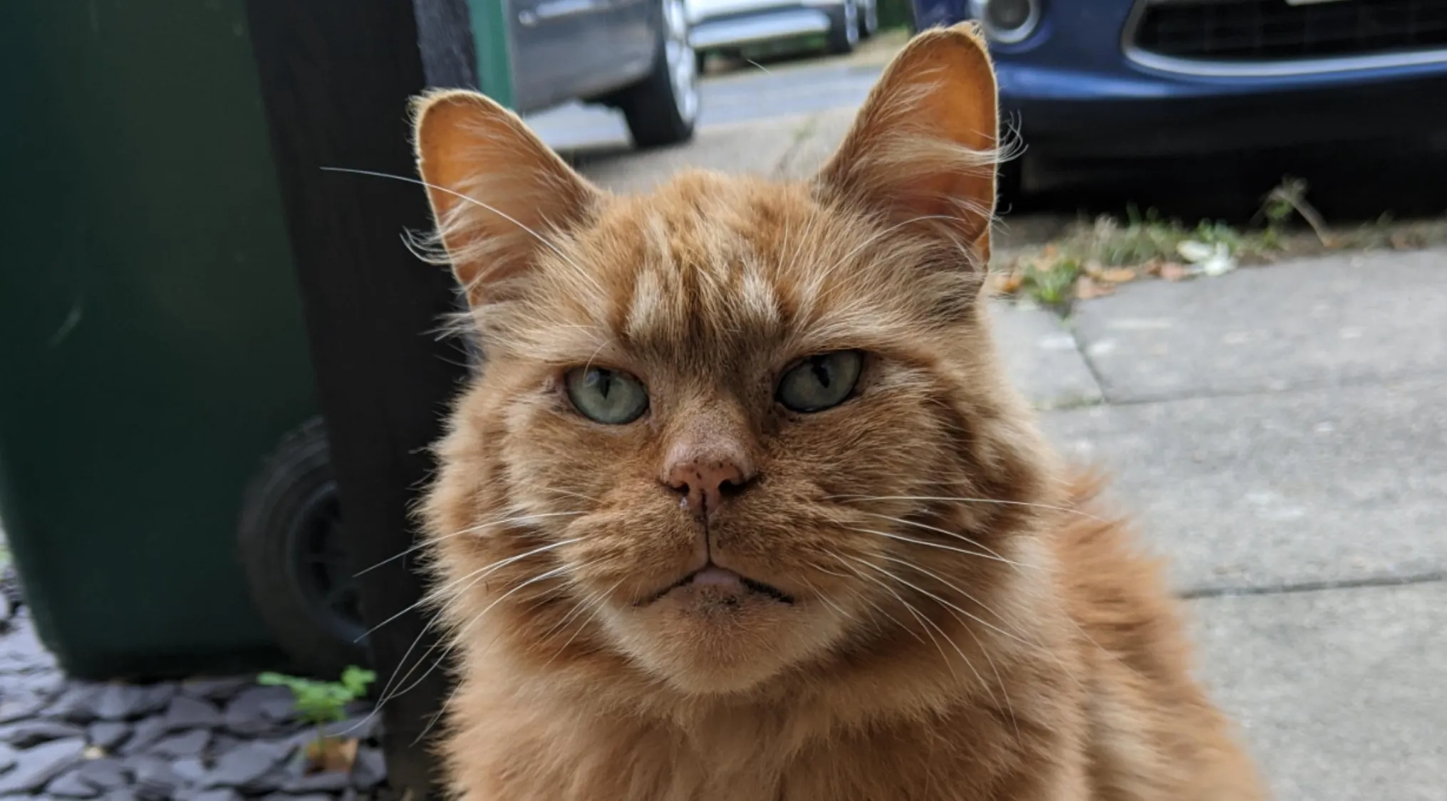 A close-up of an orange cat with a stern expression and green eyes, perfect for celebrity doppelgangers.