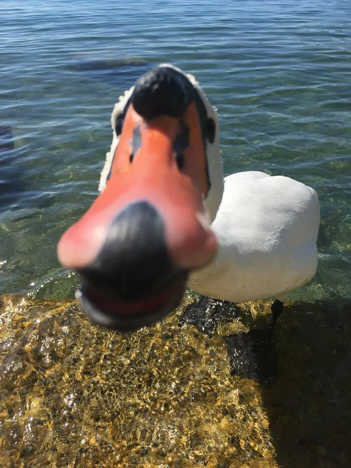 Close-up of a white swan leaning in with an intense gaze among angry birds in nature.
