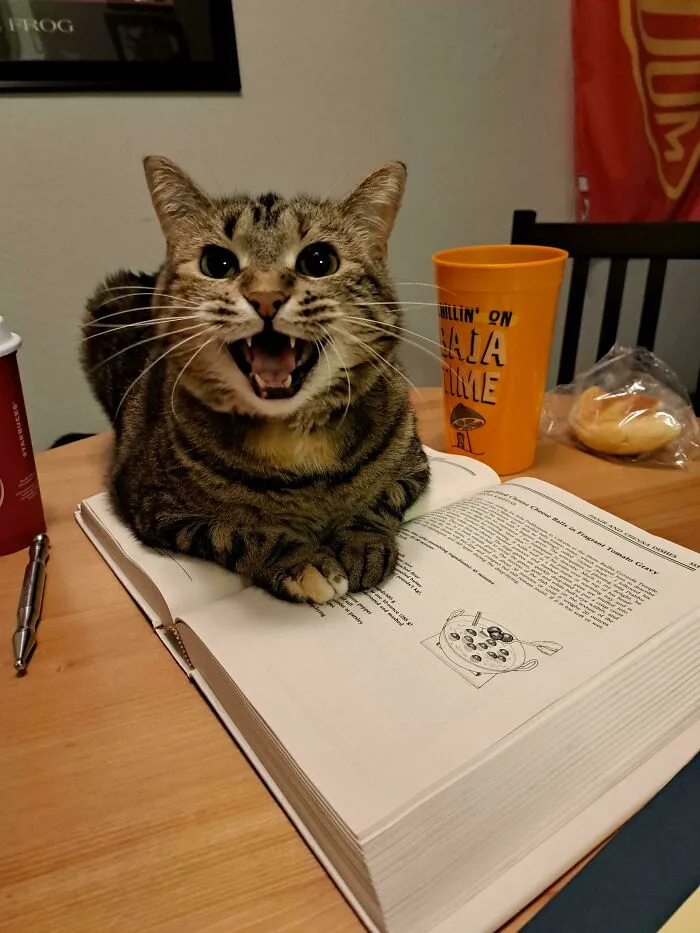Hilarious cat meowing loudly while sitting on an open book on a table