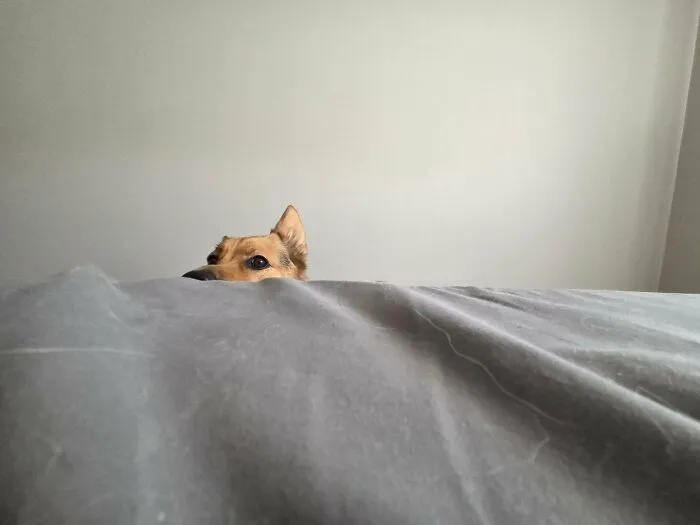 Funny unhinged dog pictures featuring a pup peeking over a grey blanket