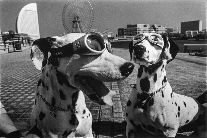 Elliott Erwitt ( 1928 - 2023 )