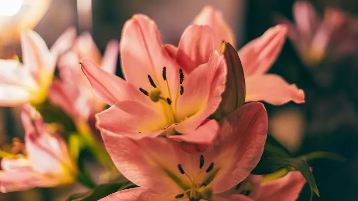 My family recently received a bouquet of lilies. I asked them to throw it out because I’ve found out that lilies can be fatally toxic to my pet cats. Pretty much every part of the flower is dangerous to them, and even if they lick some pollen off their fur, it could cause irreversible kidney damage. My family says that I’m overreacting and it’s just some flowers. They like them and are not intending to throw them out. I’ve barricaded myself with the cats in a room on the second floor, but I still have to get down to the first floor occasionally, where the flowers are. My sister sleeps in this room, and she spends a lot of time near the flowers as well, so I’m quite scared.