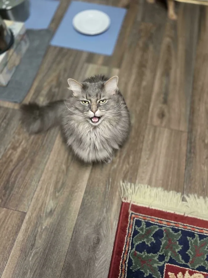 Fluffy gray cat meowing on wooden floor near rugs