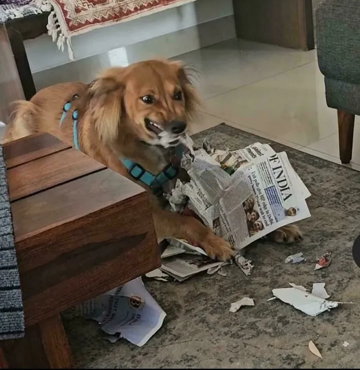 Funny unhinged dog making a wild face while shredding a newspaper on the floor.
