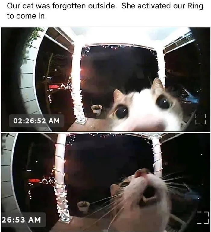 36 Funny Cat Posts From This Page That Perfectly Sum Up Living With Them