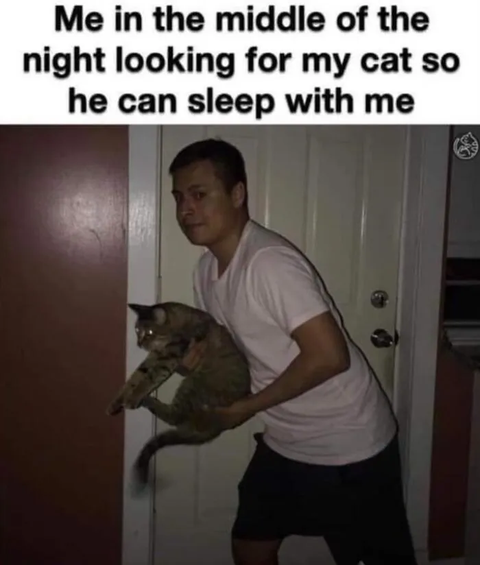 36 Funny Cat Posts From This Page That Perfectly Sum Up Living With Them