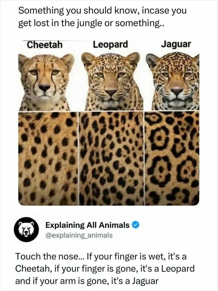 “If Your Arm Is Gone, It’s A Jaguar”: 73 Animal Facts That Sent Us Down A Rabbit Hole For Hours