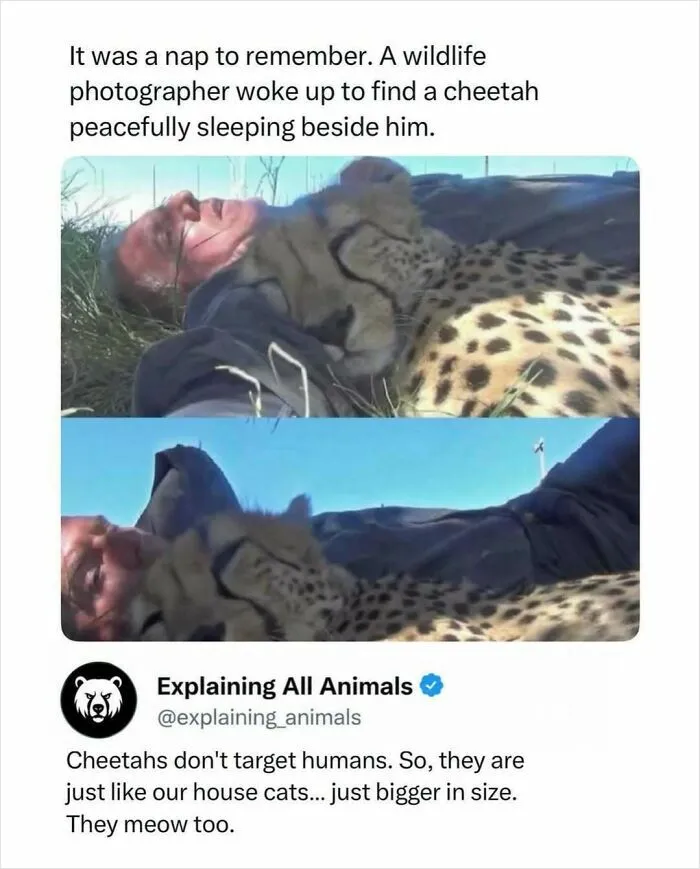 “If Your Arm Is Gone, It’s A Jaguar”: 73 Animal Facts That Sent Us Down A Rabbit Hole For Hours