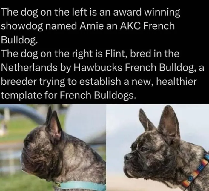 Explaining-Animals-Posts