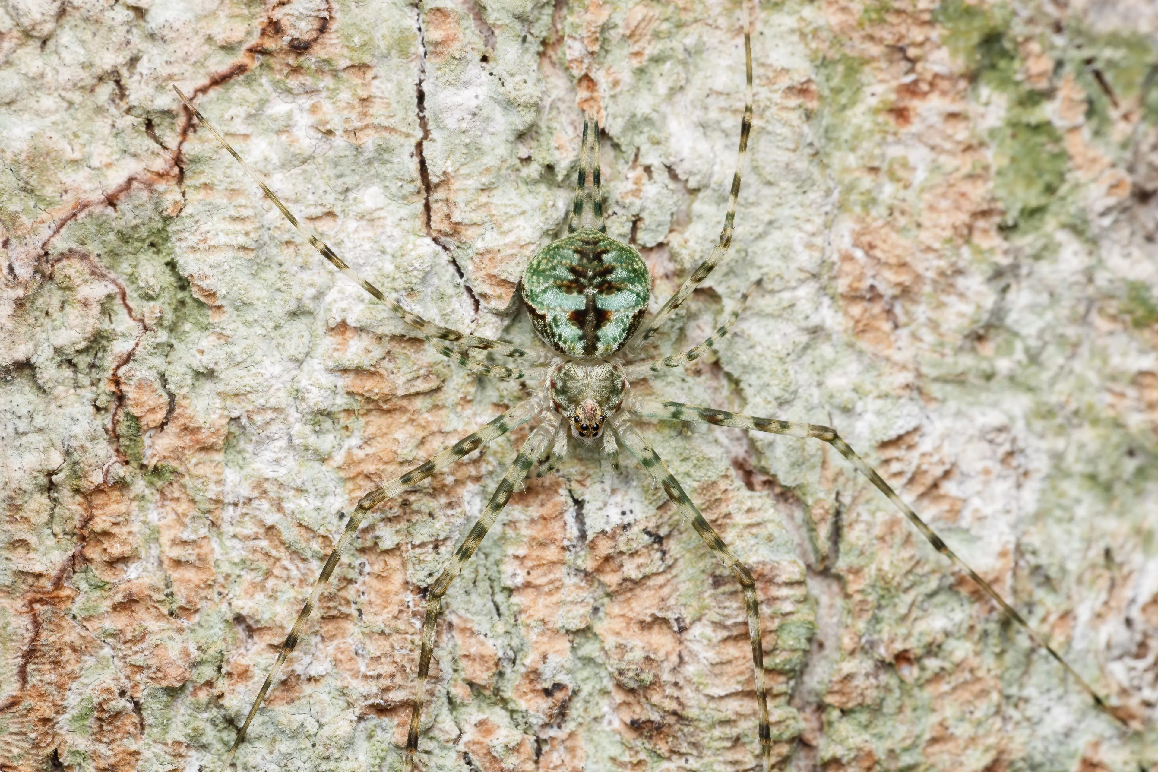 A green and brown spider camouflaged on a tree trunk, showcasing a natural superpower of invisibility.