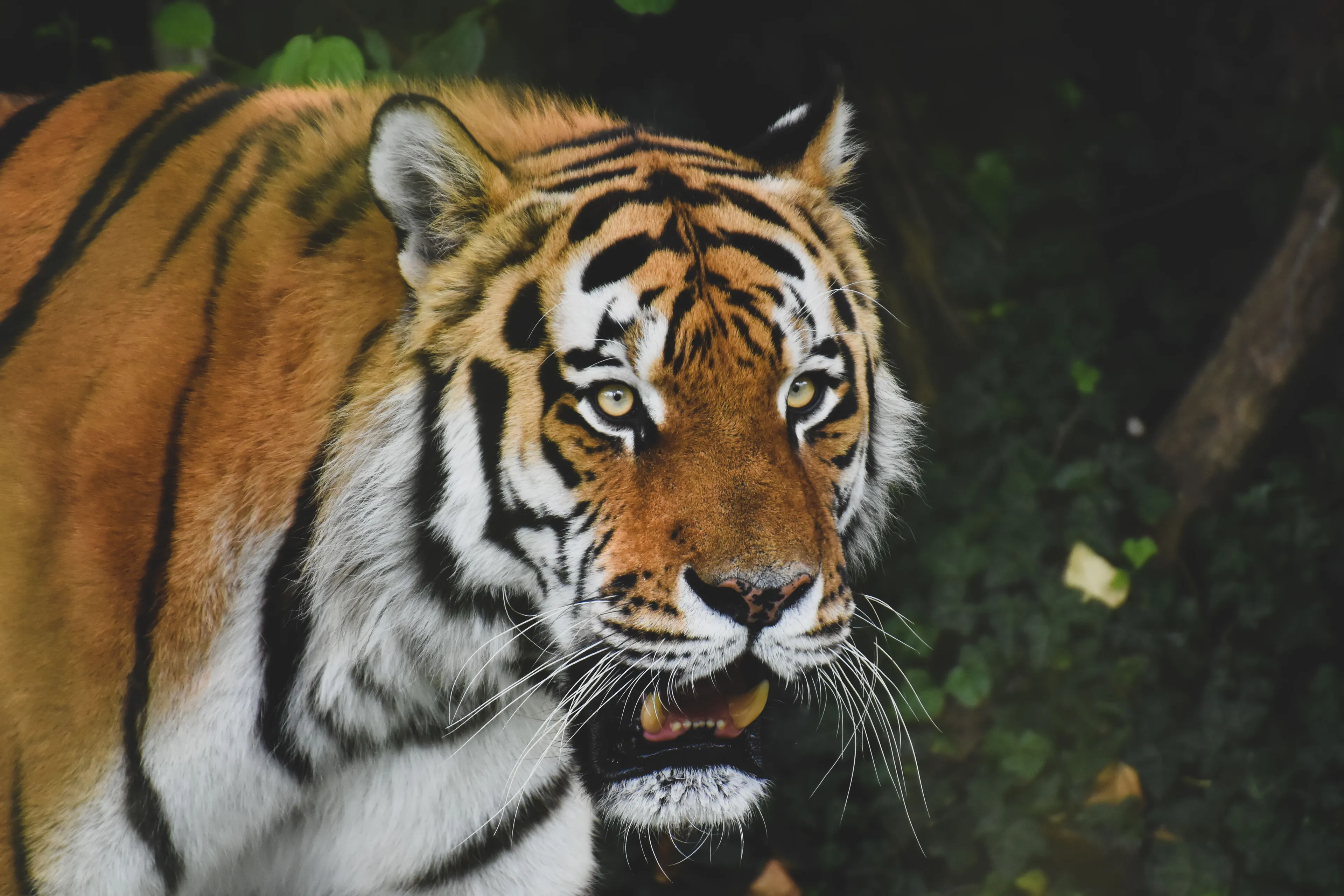 A close-up of a majestic tiger with striking eyes and open mouth, perfect for shape-shifting discussions.