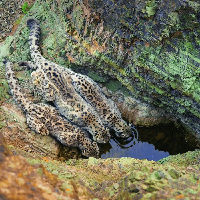 🔥24 Camera Traps Were Out In The Open For Around 8000 Hours Filming The Elusive Snow Lepoards