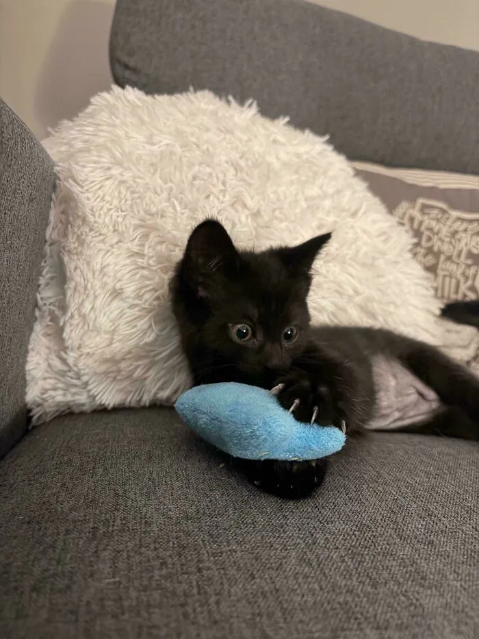 A small black kitten on a couch playing with a blue toy showing tiny cat claws.