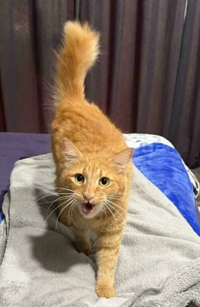 Orange tabby cat meowing walking on soft blanket