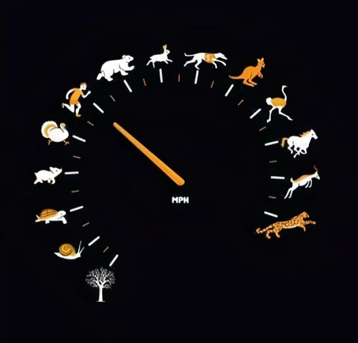 This Speedometer