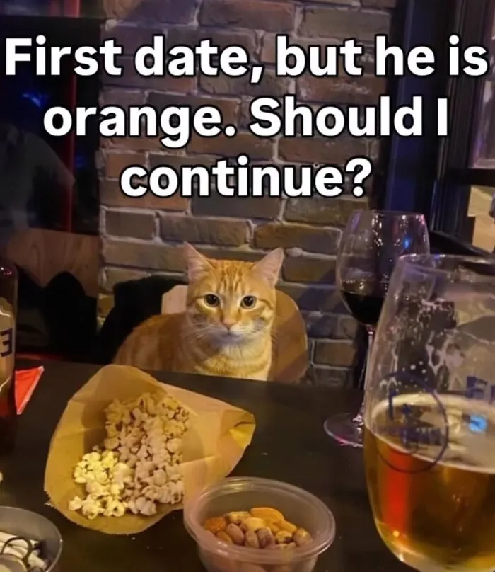 50 Funny Cat Memes That Prove Life Is Better When Cats Are Being Weird