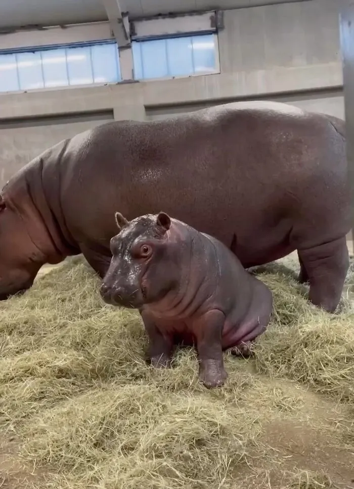 Hippopotamus mother with her calf lying on hay baby animals