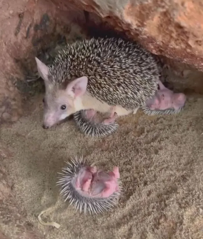 Baby hedgehog near mother hedgehog in a sandy burrow