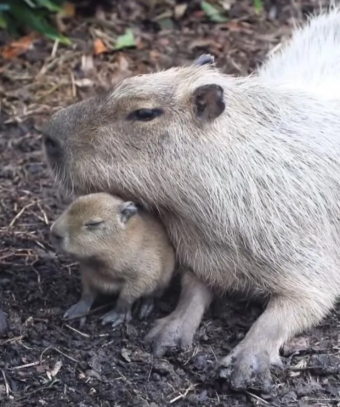 Baby capybara snuggling closely with its mom on the ground