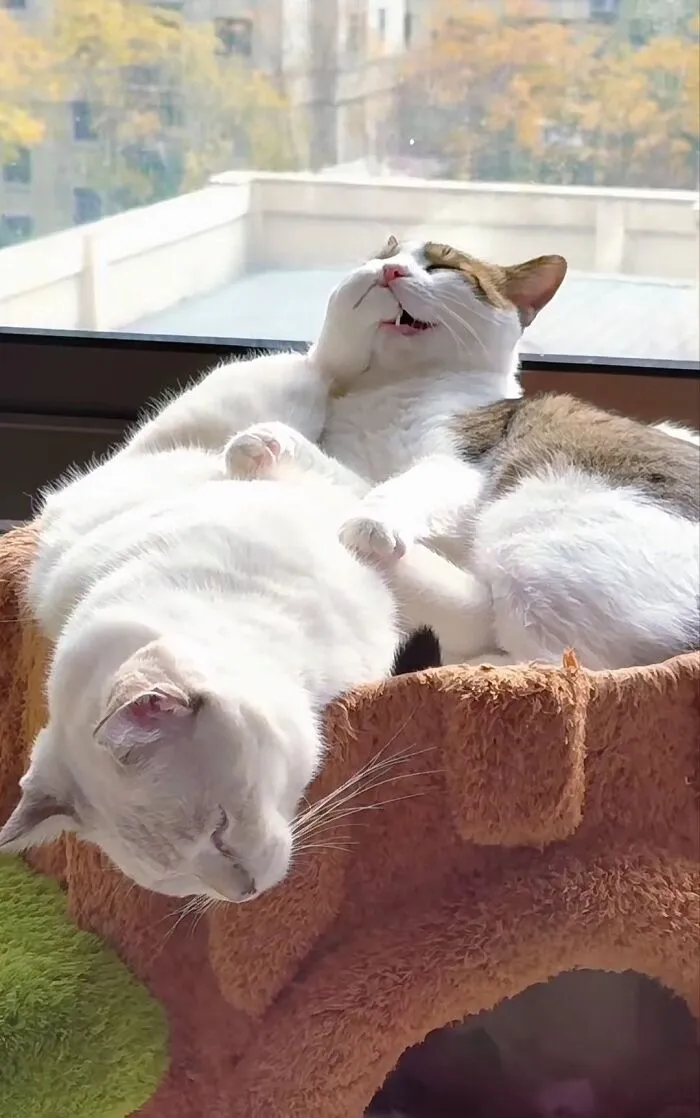 Two funny and cute cats enjoying a sunbath, one mid-groom and the other blissfully asleep, perfect for cat photos.