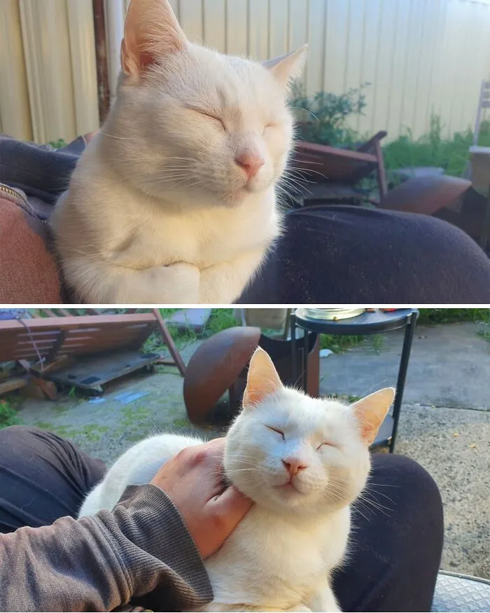 33 Fotos de gatos tan adorables como divertidas para sacarte una sonrisa