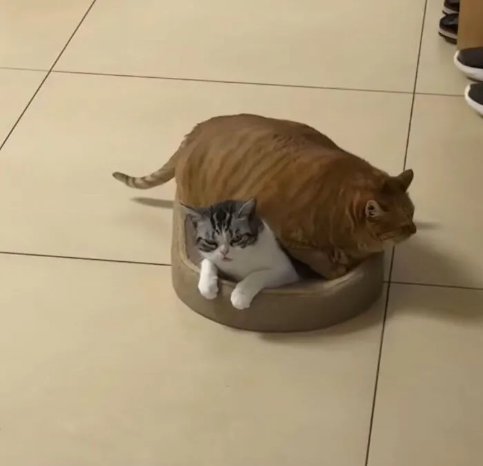 A funny cat, an orange tabby, trying to squeeze into a small cat bed with a white and gray cat already inside.
