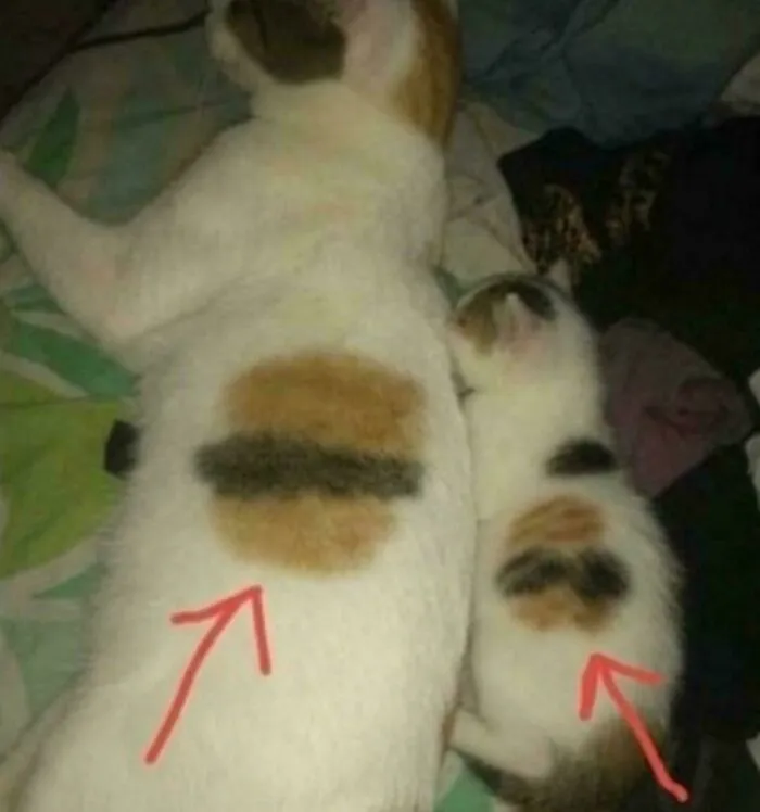Cheezburger Sr. & Cheezburger Jr., Devious Duo Of Can Has