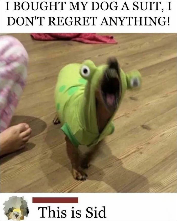 64 Random Silly Memes That Might Bring A Smile To Anyone Feeling Overwhelmed Today
